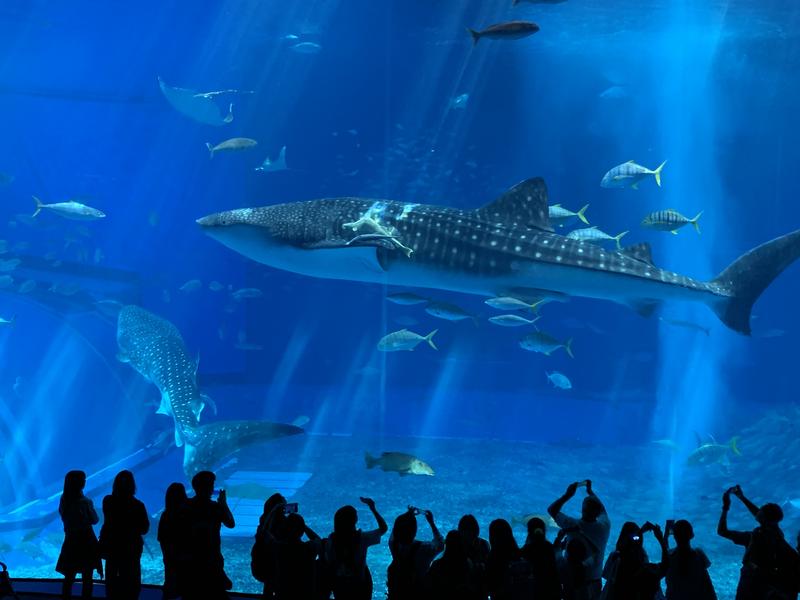 ジンベエザメ ジンベエザメ